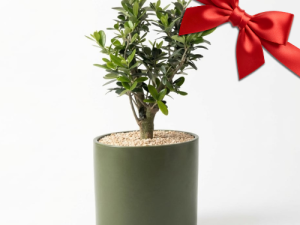 עץ זית מתנה לחג!